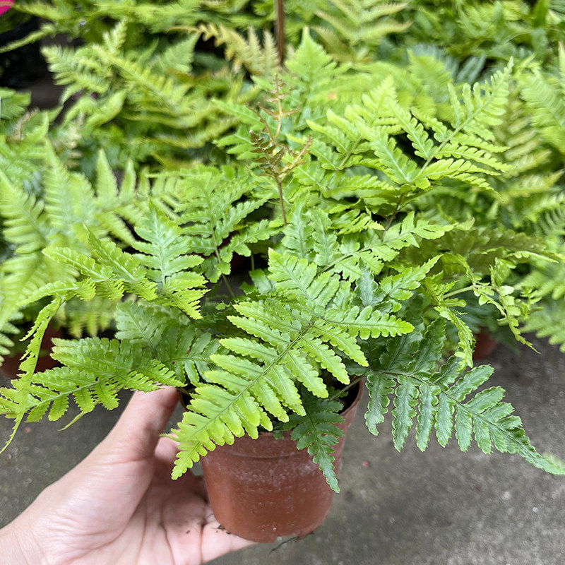 彩虹蕨 喜阴小型绿色植物 室外花镜露天蕨类植物 多年生观叶常青