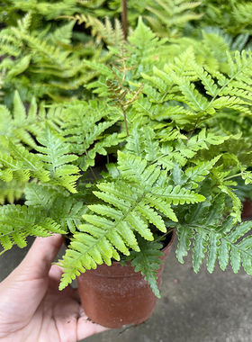 彩虹蕨 喜阴小型绿色植物 室外花镜露天蕨类植物 多年生观叶常青