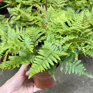 彩虹蕨 喜阴小型绿色植物 室外花镜露天蕨类植物 多年生观叶常青