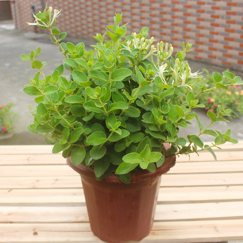 爬藤金银花树苗盆栽 阳台盆栽 庭园地栽盆景花卉食用浓香攀援花卉