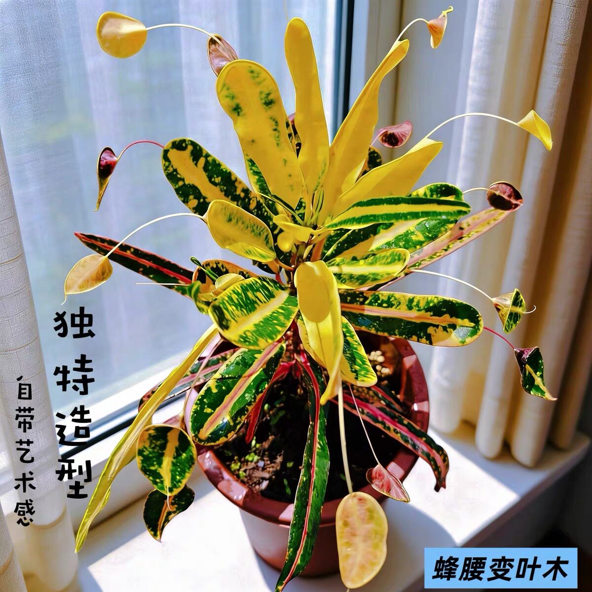 蜂腰变叶木 枫斗变叶木盆栽 盆栽室内好养绿色热带植物 好种易活图片