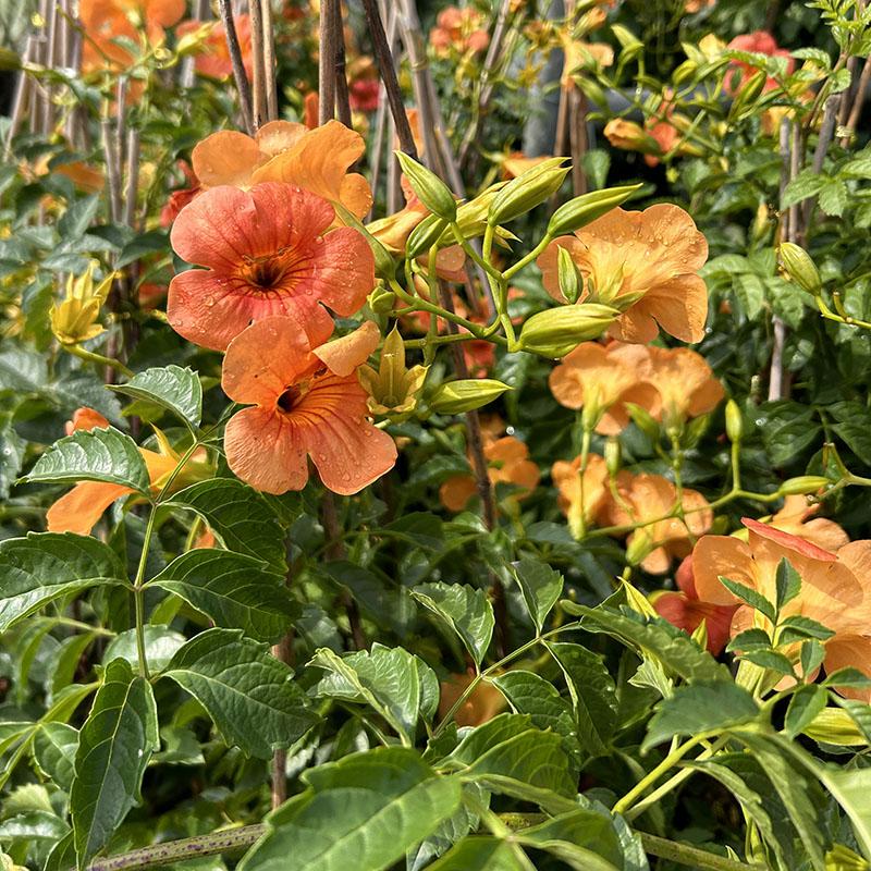 爬藤凌霄花苗盆栽地栽大苗