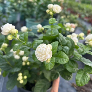 正宗圆叶宝珠茉莉浓香 重瓣宝珠茉莉花圆叶稀有品种 独杆圆叶宝珠