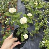 稀有品种广东基地发货 茉莉 正宗虎头茉莉 浓香型重瓣茉莉花