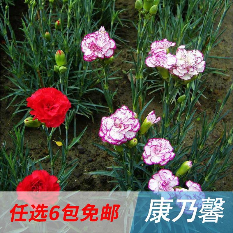 Ô×°»¨»ÜÖÖ×Ó¿µÄËܰ30Á£ÅèÔÔ»¨²ÝÑǫ̂¶àÄêÉúÖÖ×ÓÈ«Äê¿É²¥