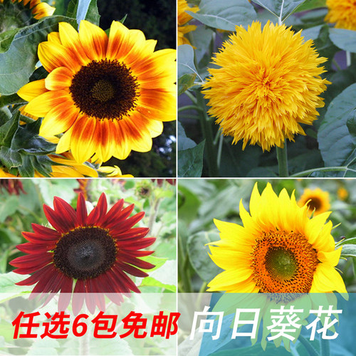喜阳耐热向日葵四季可播