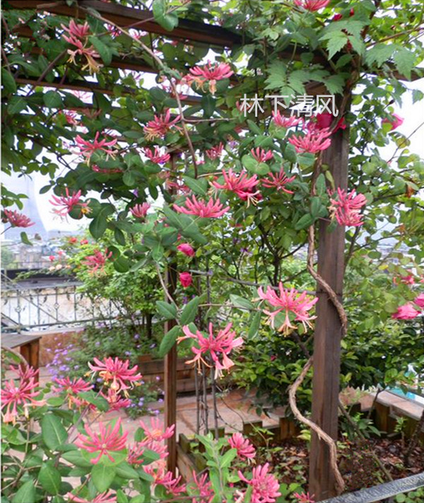 居家金银花 爬藤养植红色金银花树室内阳台盆栽庭院净化空气