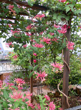 居家金银花 爬藤养植红色金银花树室内阳台盆栽庭院净化空气