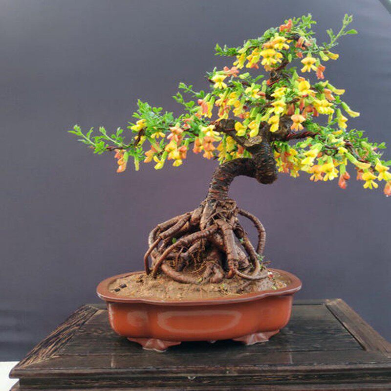 金雀梅锦鸡儿金丝雀黄金雀盆景盆栽金雀花苗提根树桩盆景造型盆景