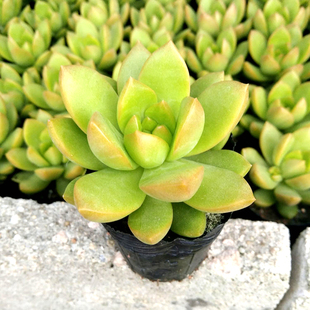 黄丽黄美人多肉办公室新手养肉肉植物组合盆栽室内植物盆栽绿植