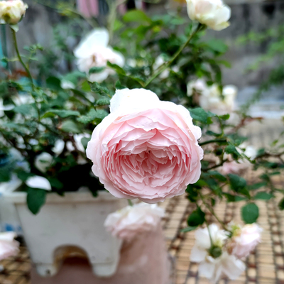 日本新品月季 美咲/Misaki  庭院重瓣玫瑰勤花月季玫瑰花和原玫瑰