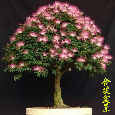 庭院阳台观叶观花植物桌面 合欢树桩合欢花耐寒 树苗居家进化空气