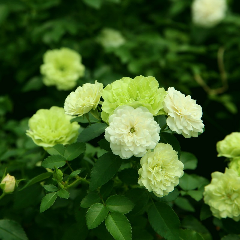 阳台多花微月绿冰丰花多头绿色玫瑰花苗院露台观花绿植物花卉盆栽