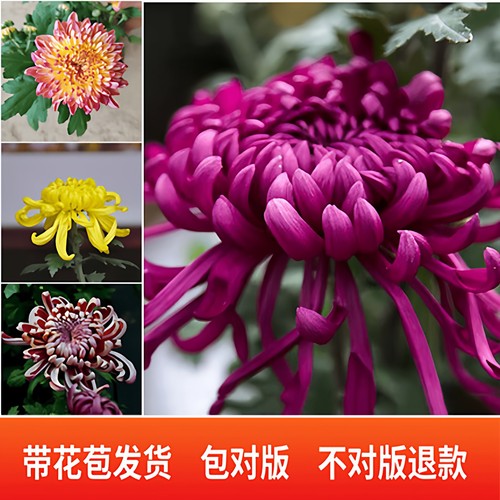 菊花盆栽带花苞四季开花九月菊带花秋菊大苗花苗室内植物盆栽花卉