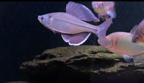 稀有原生鱼大帆彩副鱊小型淡水观赏鱼溪流鱼冷水鱼鳑鲏鱼活体