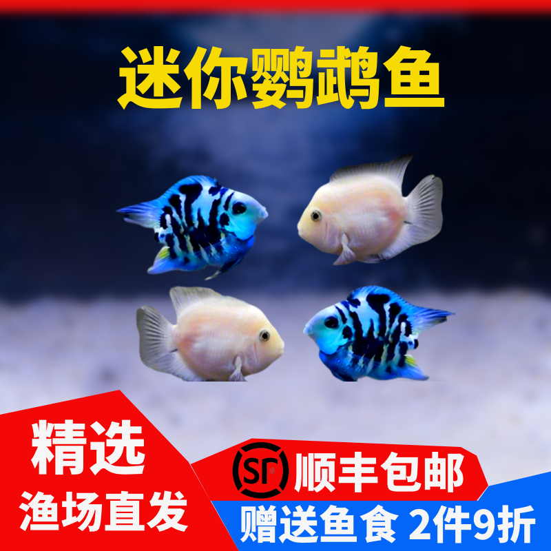 热带观赏鱼迷你鹦鹉鱼小型鱼苗冷水淡水好养耐活金鱼活体种鱼一对