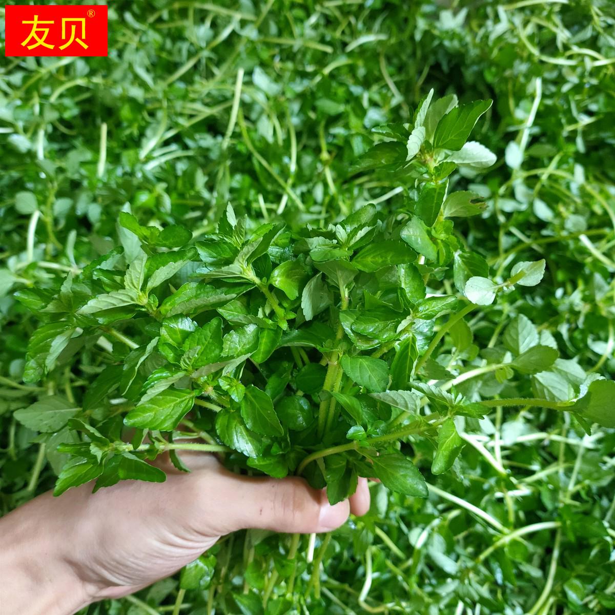 云南德宏野菜傣族调料新鲜蔬菜生菜香嫩水薄荷水香菜冷链包邮