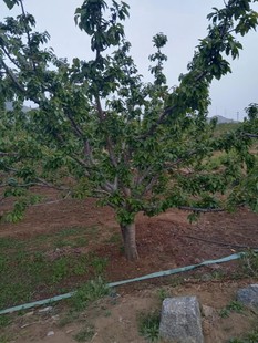 南北方 精品盆栽地栽果树原盆原土 直播专拍一物一拍补差价补运费