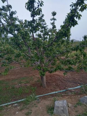 精品盆栽地栽果树原盆原土 直播专拍一物一拍补差价补运费 南北方