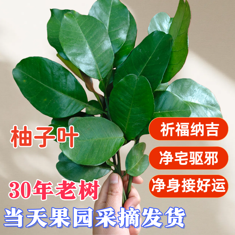 新鲜柚叶新房净宅接福去晦天然柚子叶高考好运祈福禄柚叶煮水沐浴,水产肉类/新鲜蔬果/熟食,柚子,淘宝优惠券,粉丝福利购,淘宝优惠卷