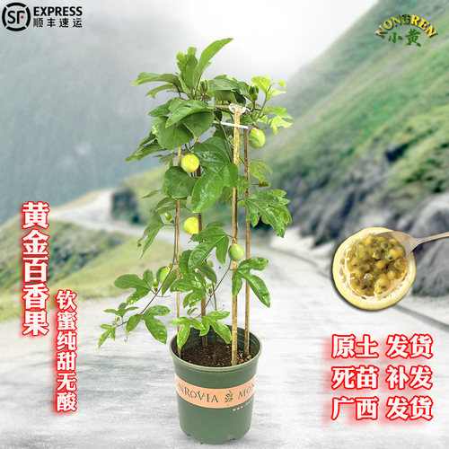 广西纯甜黄金百香果树苗1米高特大百香果苗阳台盆栽种植四季结果