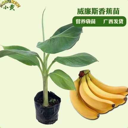 威廉斯B6香蕉苗红香蕉果树苗粉蕉苹果西贡蕉苗南方果树苗带土包邮