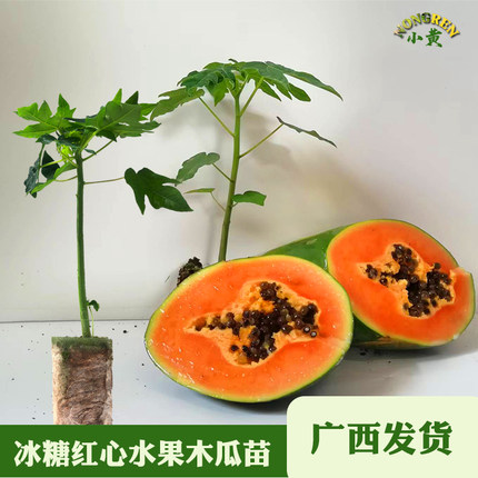 矮化冰糖红心牛奶木瓜树苗大青红肉木瓜苗种植地栽盆栽当年结果