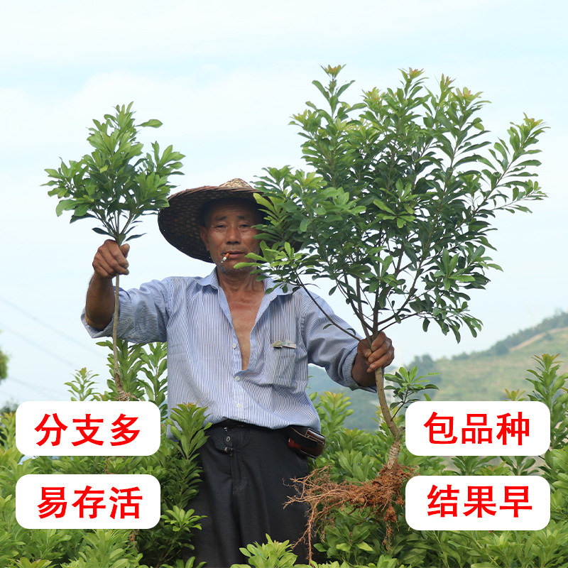 正宗嫁接东魁杨梅树树苗杨梅苗南北方种植地栽果树苗当年结果特大