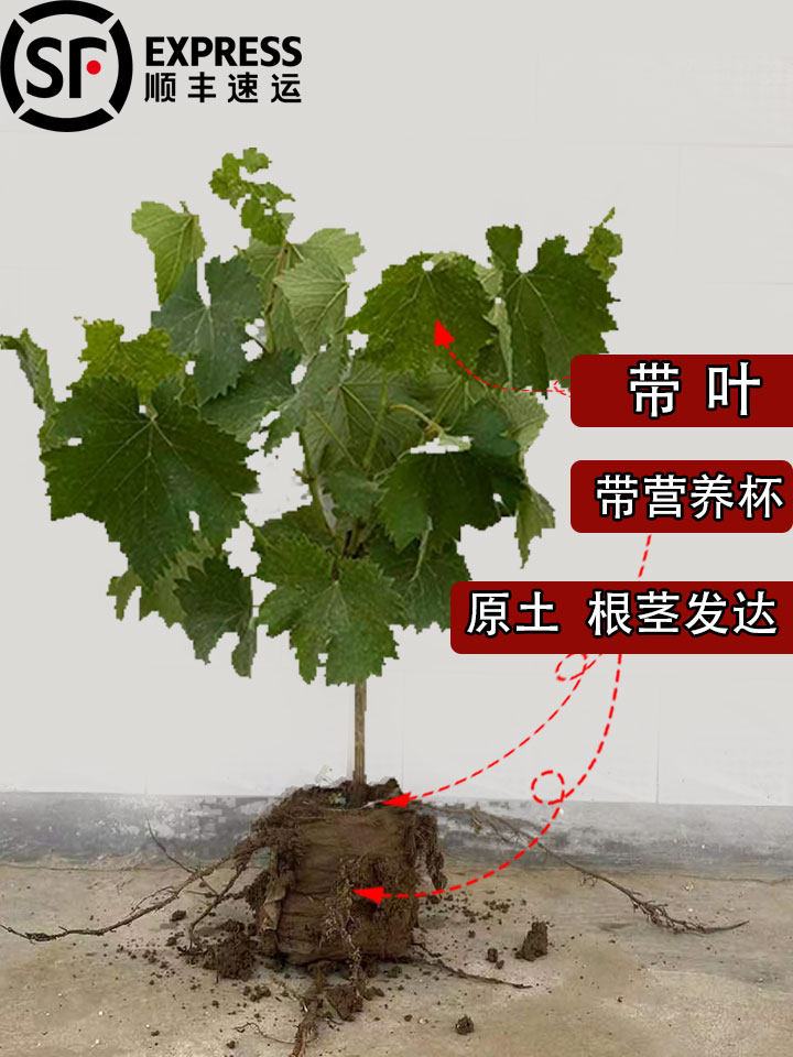 葡萄树苖蓝宝石阳光玫瑰北方耐寒南方种植盆栽带土带叶嫁接不搭架