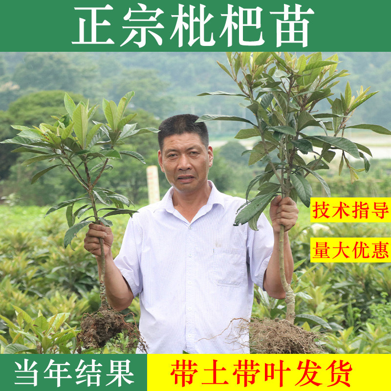 枇杷果苗无核砂糖枇杷苗树无籽琵琶嫁接盆栽特大庭院种植枇杷树苗