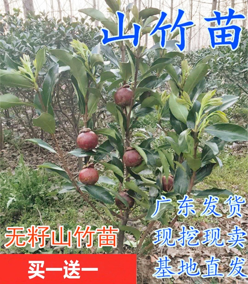 山竹苗 山竹树苗当年结果盆栽树苗南方种植水果树苗北方地栽