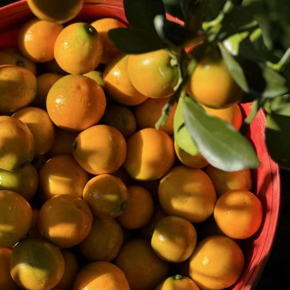 【树上糖豆】脆蜜金柑 纯甜多汁 个大 不苦不麻不涩 顺丰包邮