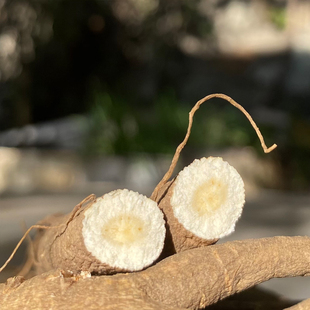 【你没吃过的当归】  甜甜的 独脚甜当归整根 干当归 古秦归100g