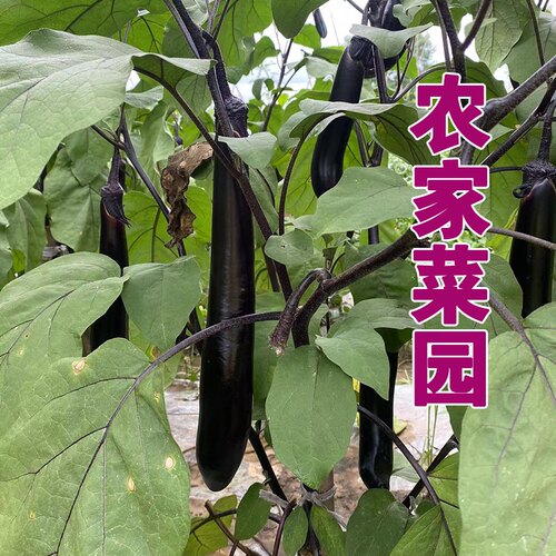 茄子新鲜5斤线长茄子细长小紫湖南农家自种本地现摘新鲜蔬菜包邮
