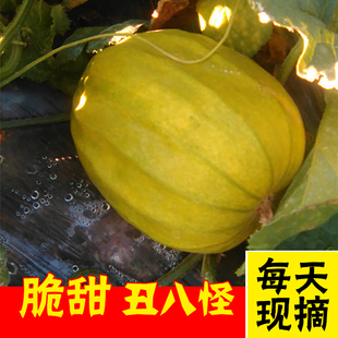 湖南丑八怪香瓜甜瓜脆瓜新鲜水果现摘现发八里香黄蜜瓜八方瓜5斤