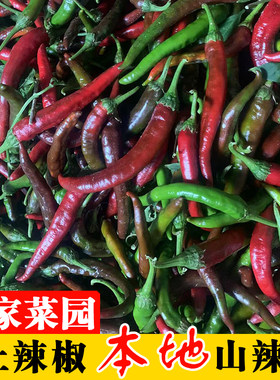 湖南本地乌红辣椒农家种植现摘青线椒麻阳特辣椒剁椒泡椒烧椒酱料