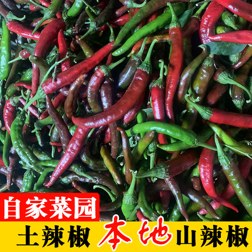 湖南本地乌红辣椒农家种植现摘青线椒麻阳特辣椒剁椒泡椒烧椒酱料
