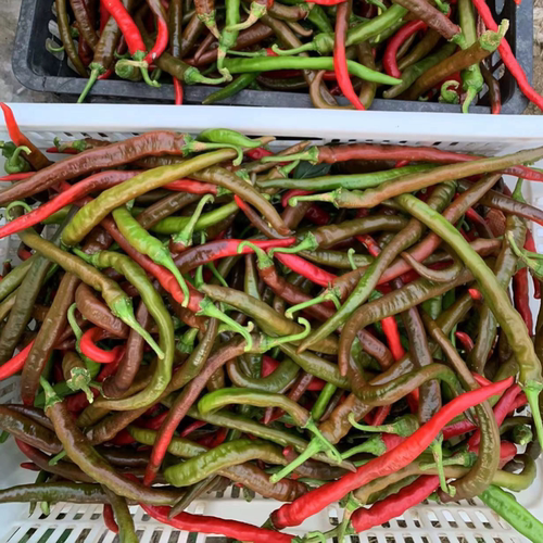 湖南乌红辣椒农家种植现摘青线椒麻阳特辣椒剁椒泡椒烧椒酱原料