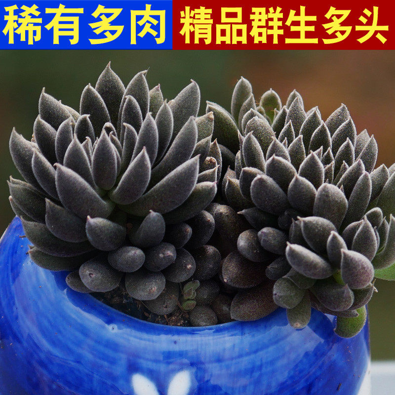 滇石莲多肉价格 滇石莲多肉图片 星期三