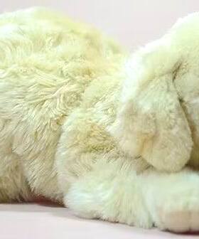 （定做）leonine仿真拉布拉多犬狗狗labrador毛绒玩具公仔