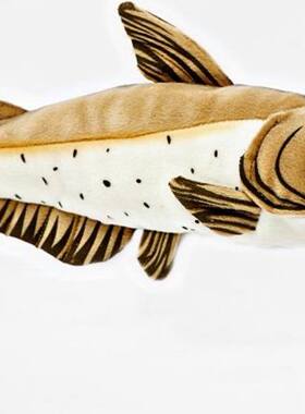 （代购）仿真斑点叉尾鮰沟鲶钳鱼channel catfish毛绒玩具公仔