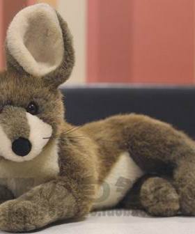 （代购）仿真侧卧姿蝠耳狐bat-eared fox毛绒玩具公仔