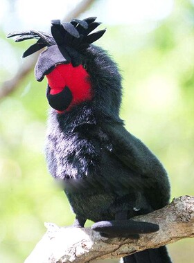 日本代购palm cockatoo仿真椰子金刚棕榈凤头鹦鹉毛绒玩具公仔