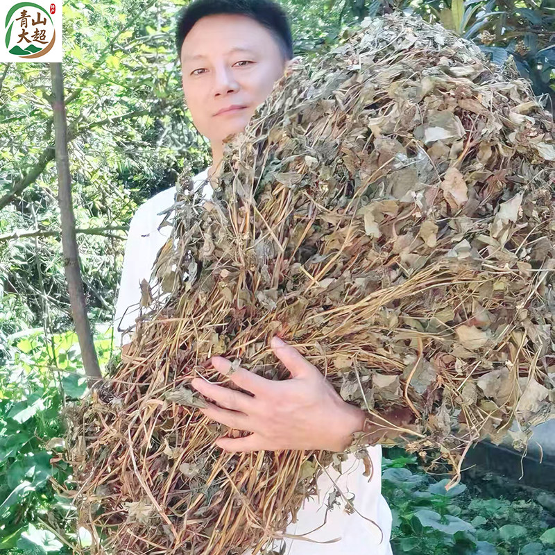 2025湖北野生鱼腥草整棵中药材折耳根新鲜晒干鱼腥草干泡水喝无硫