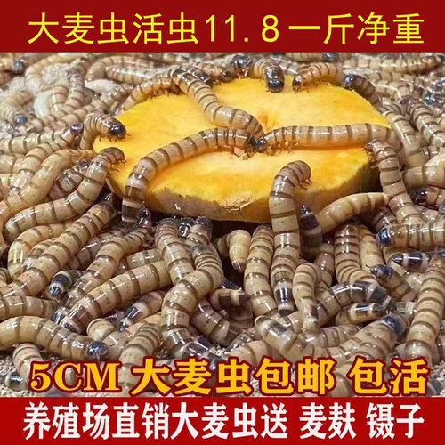 大麦虫活虫包邮钓鱼大号活饵守宫金龙鱼八哥画眉提性鸟食宠物饲料