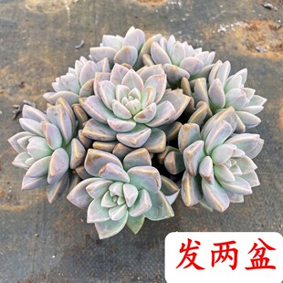 淡雪杯群生多肉植物老桩净化空气除甲醛养护简单养护花卉绿植盆栽