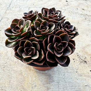 巧克力新手必拍好看好养云南昆明发货精品室内阳台多肉绿植盆栽