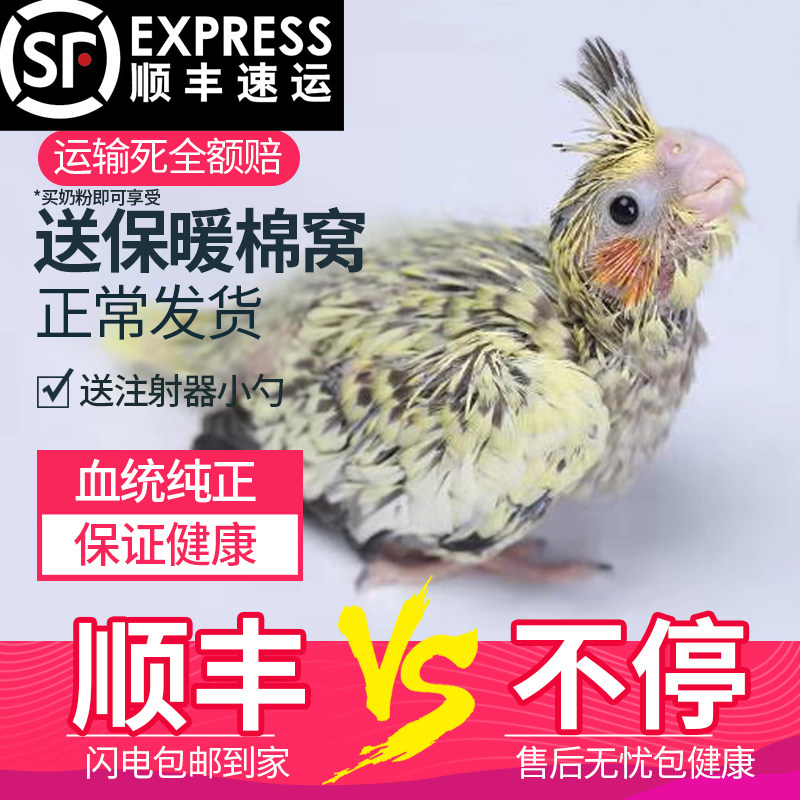 幼雏亲人黄绿珍珠派特白子小鸟