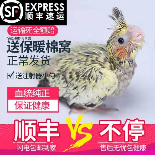 幼雏亲人黄绿珍珠派特白子小鸟