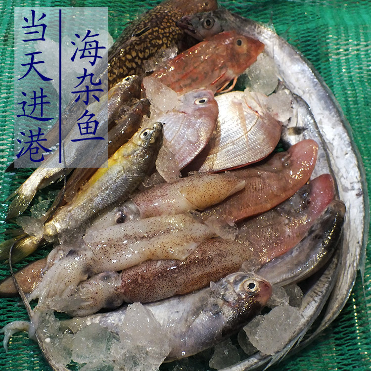 东海野生海杂鱼新鲜海鱼小黄鱼小鲳鱼舟山特产海鲜水产鲜活500克
